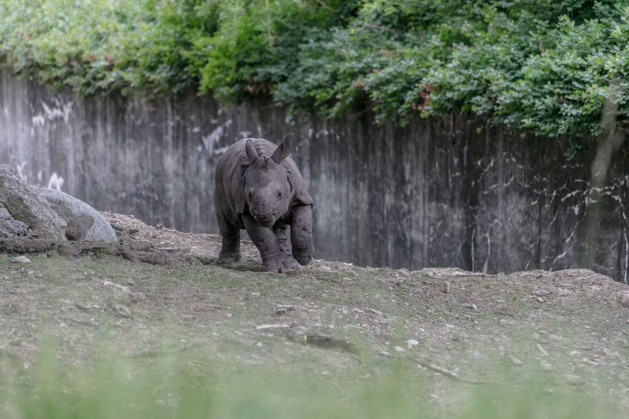 Un rinoceronte blanco rompecabezas en línea