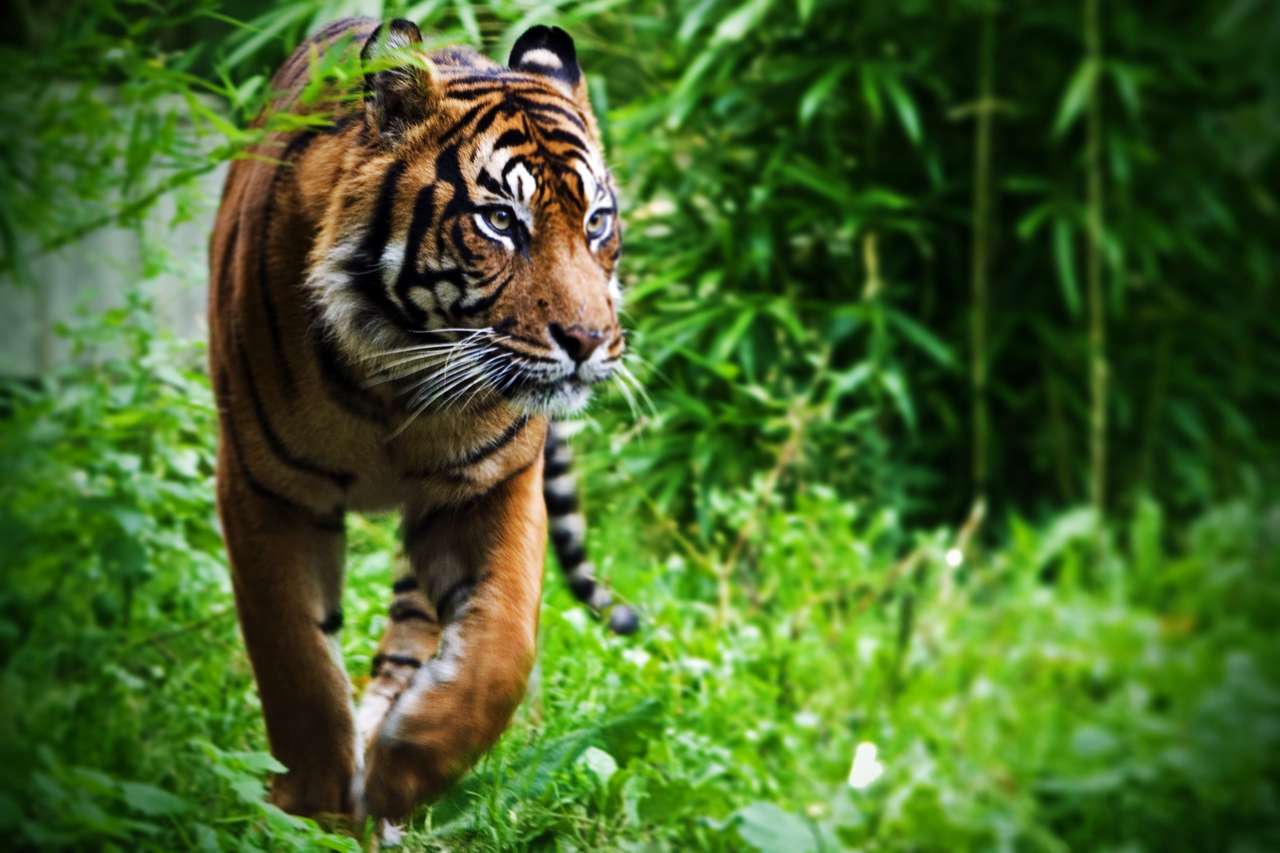 Κυνήγι Τίγρης παζλ online