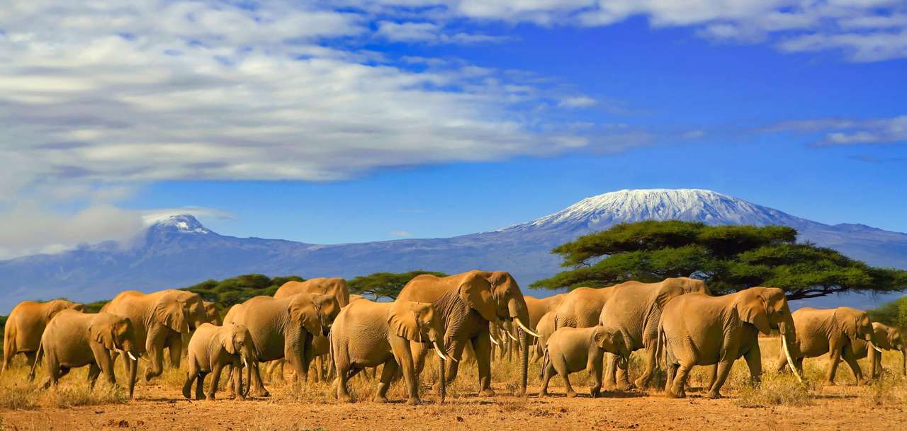 Африканские слоны онлайн-пазл