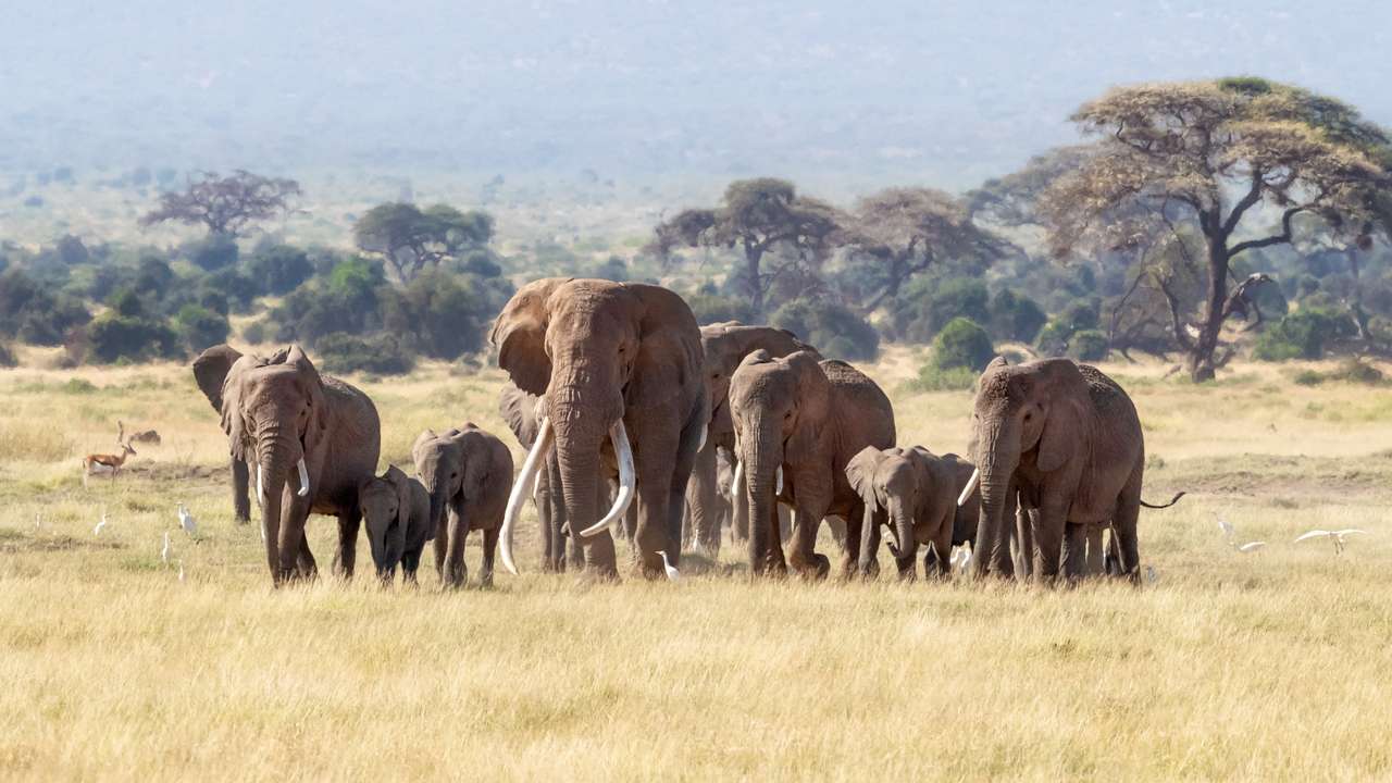 Elefántok online puzzle