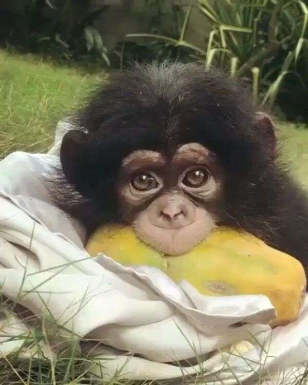 Bella piccola scimmia che mangia papaia puzzle online