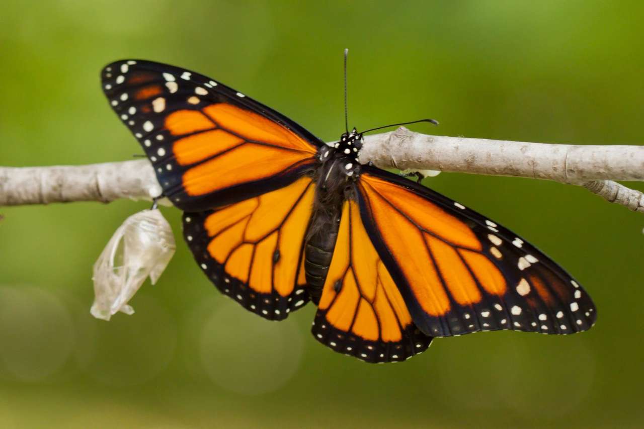 Бабочка монарх пазл онлайн