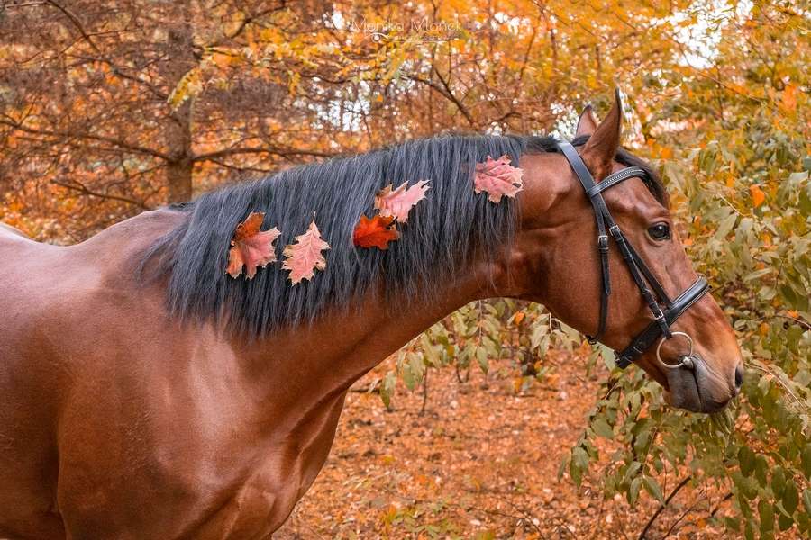 En häst med löv på manen Pussel online
