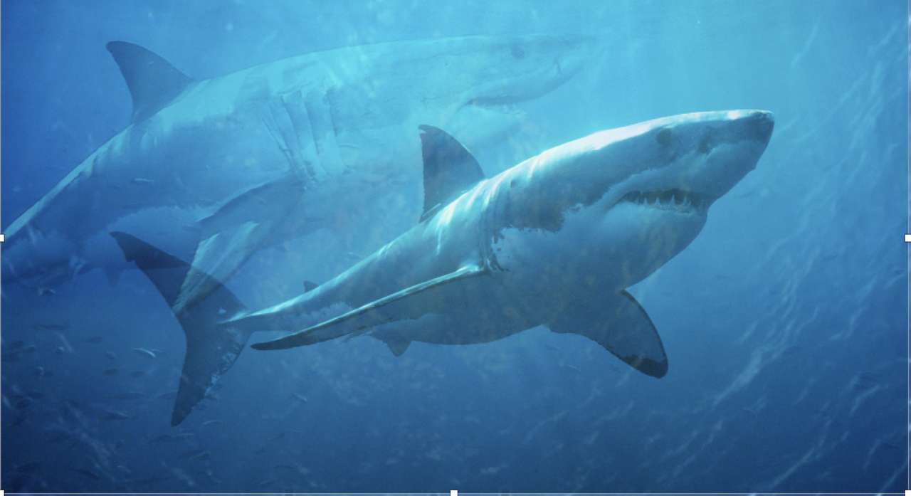 Акула плаває з акулою пазл онлайн