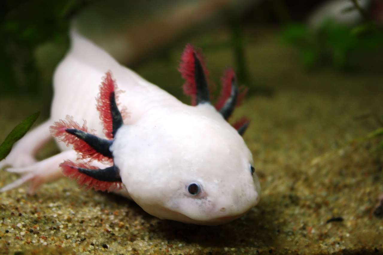 axolotl Pussel online