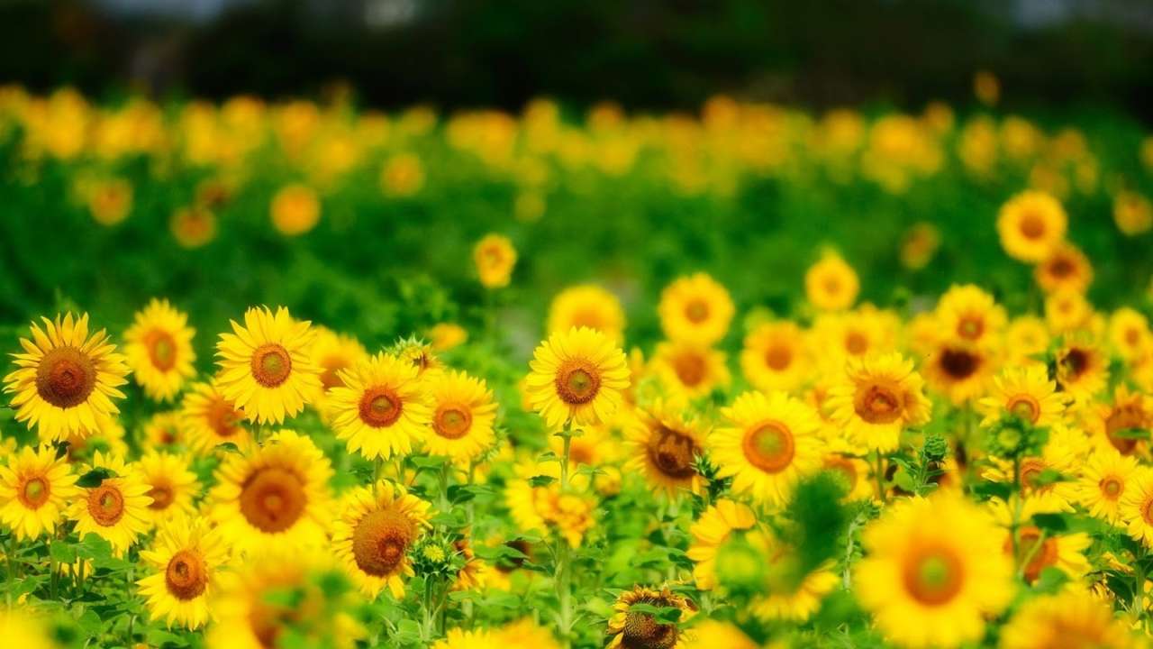 Sonnenblumen Online-Puzzle