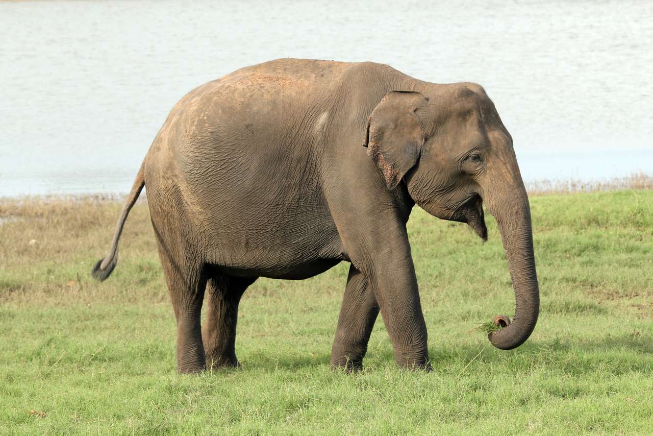 elefánt kirakós online