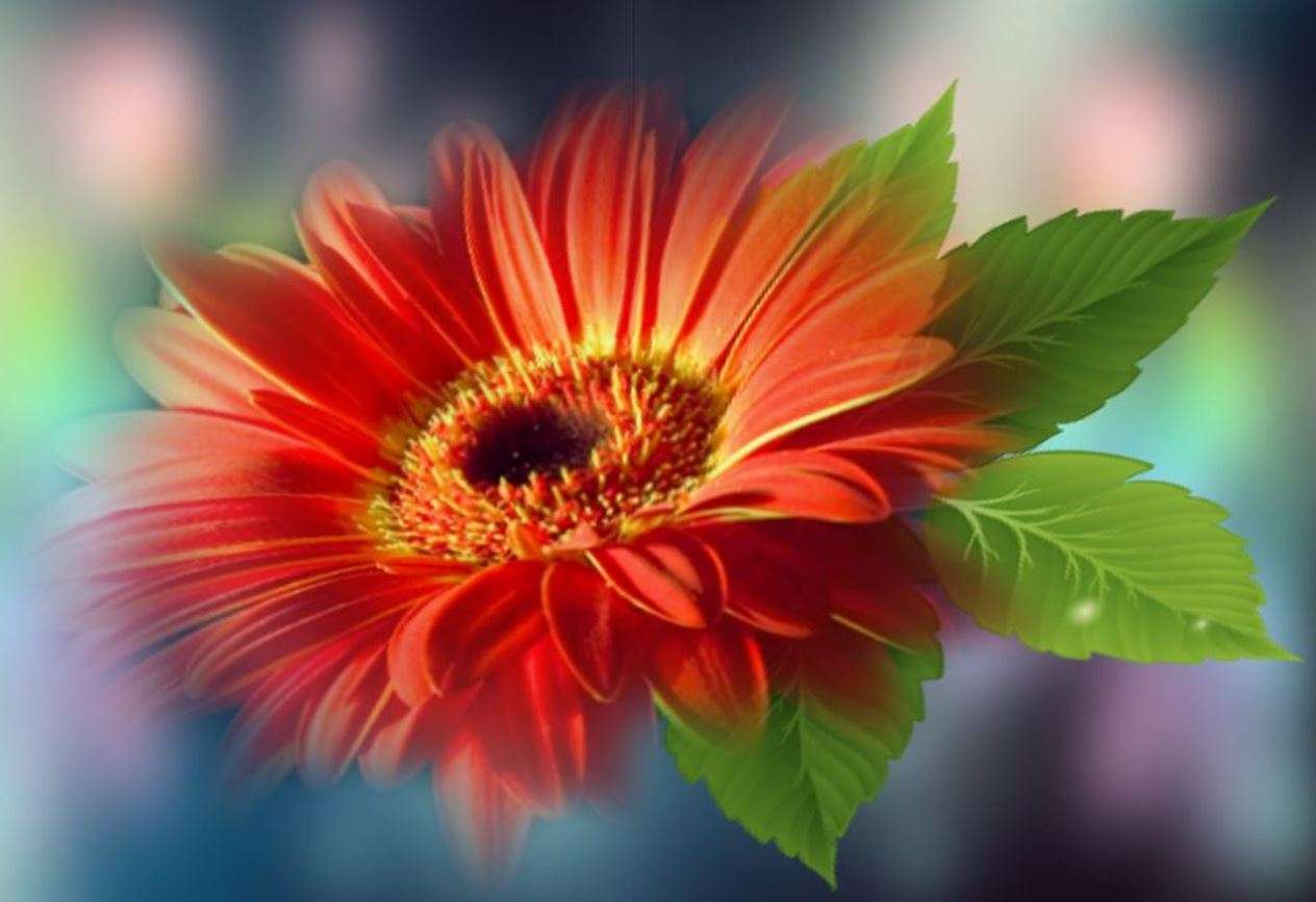 Όμορφο λουλούδι ζέρμπερα παζλ online
