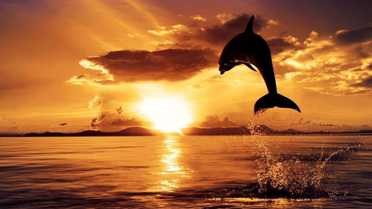delfín při západu slunce skládačky online