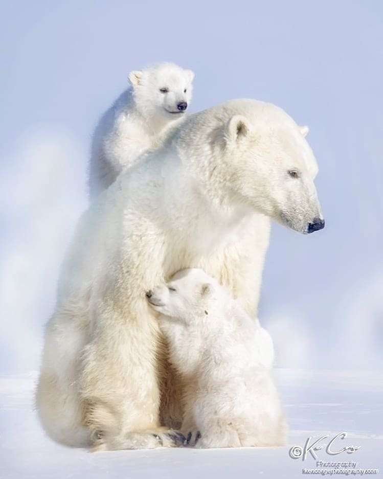 Urso polar quebra-cabeças online