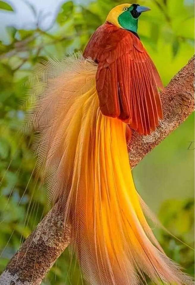 Цветна птица на клон онлайн пъзел