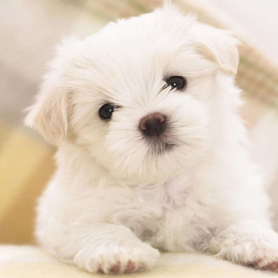 かわいい子犬 ジグソーパズルオンライン
