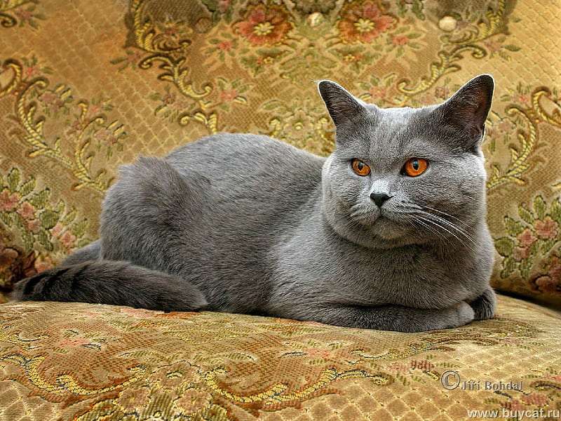 ruská kočka skládačky online
