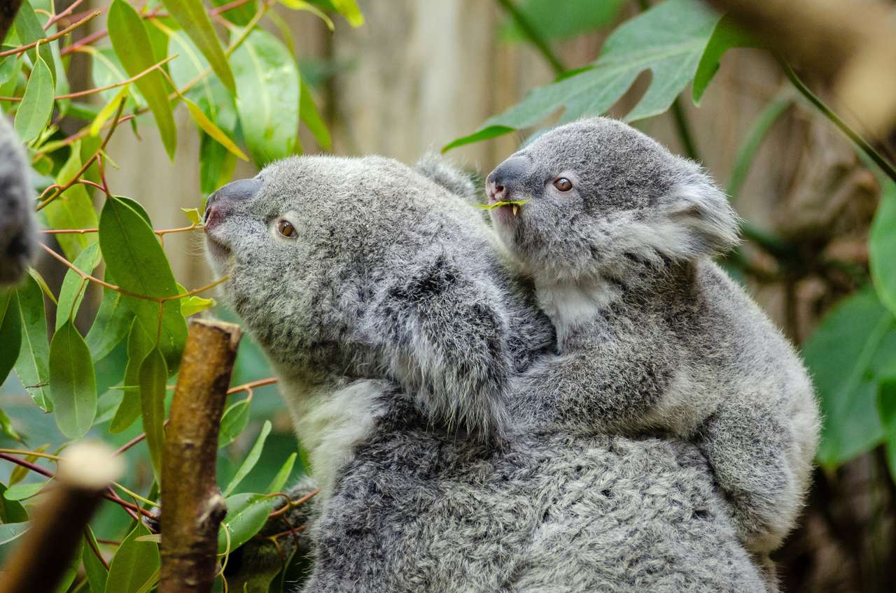 koala met zijn moeder online puzzel