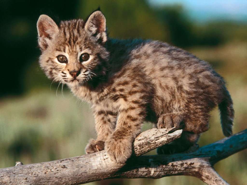 bébé lynx puzzle en ligne