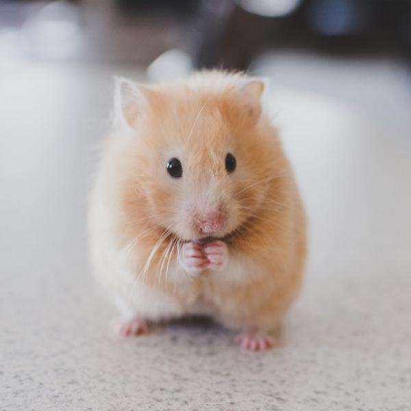 hamster feliz rompecabezas en línea