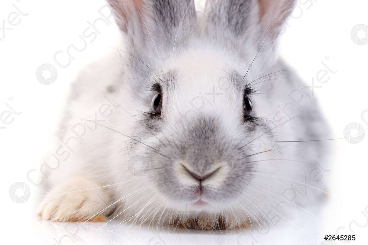 Milý a krásný mazlivý králíček. online puzzle