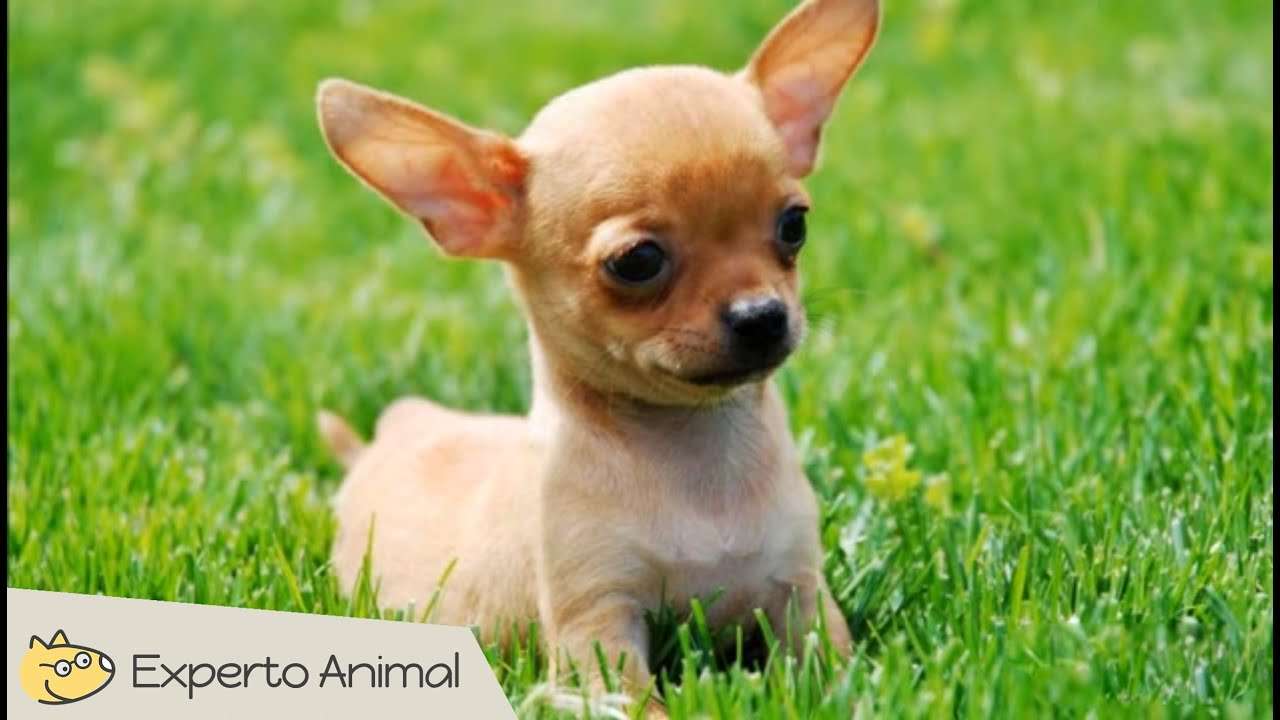 chihuahua online puzzle