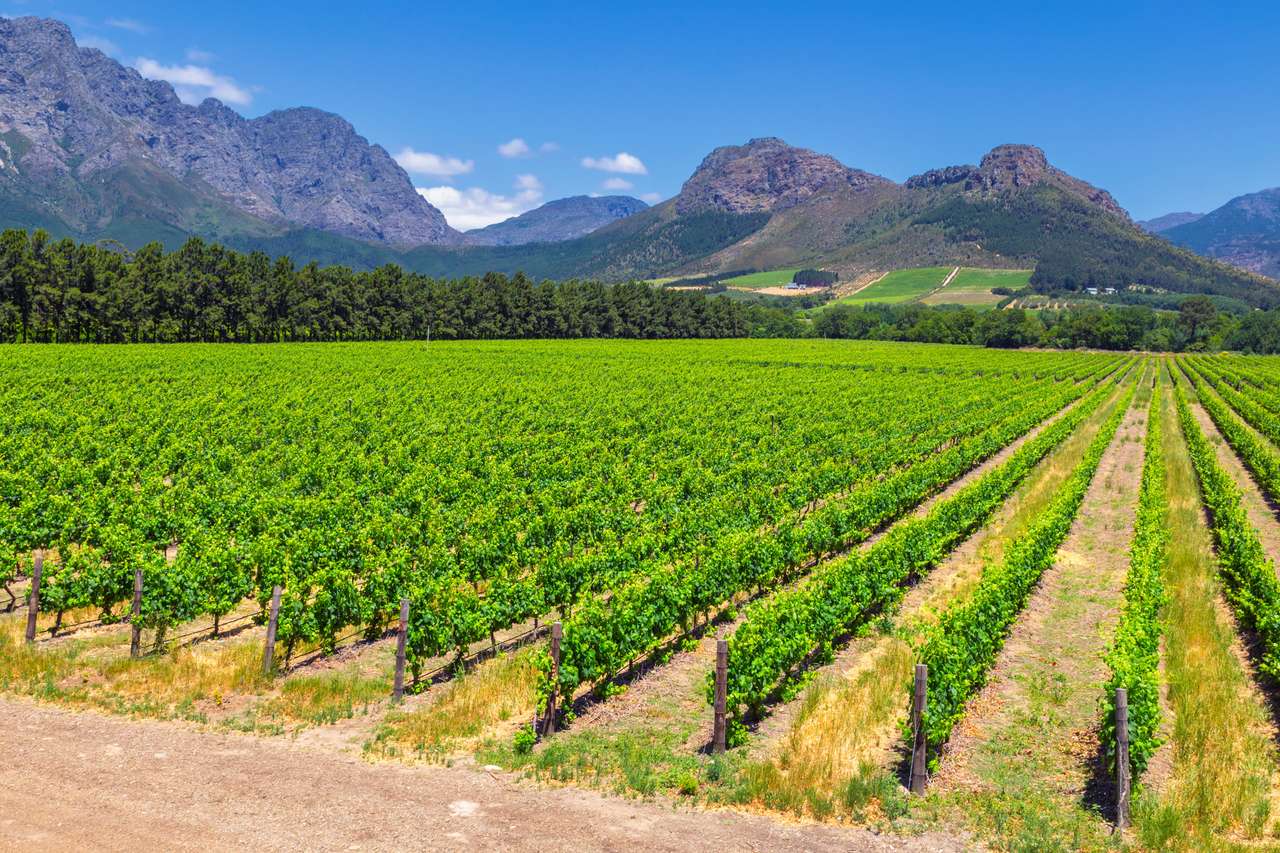 Wijngaard in Zuid-Afrika legpuzzel online
