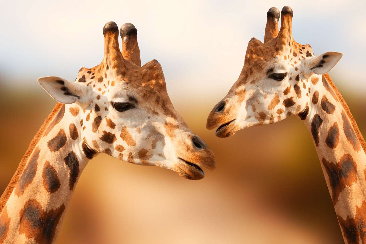 Porträt von Giraffen Online-Puzzle