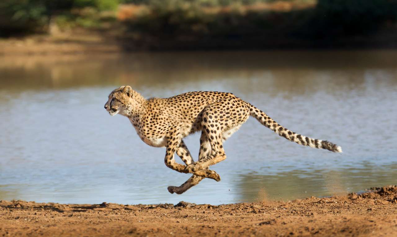 Gepard läuft Puzzlespiel online