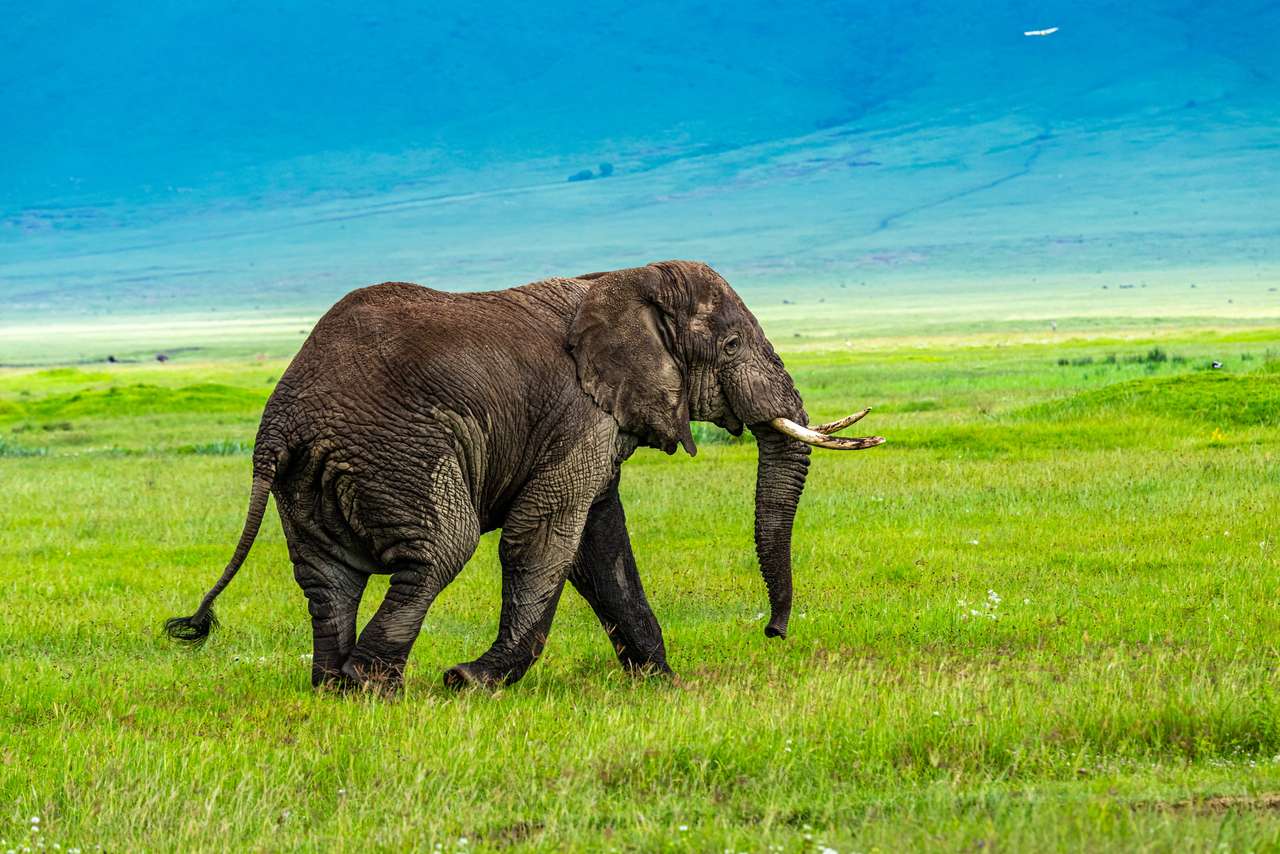 Elefante africano selvaggio puzzle online