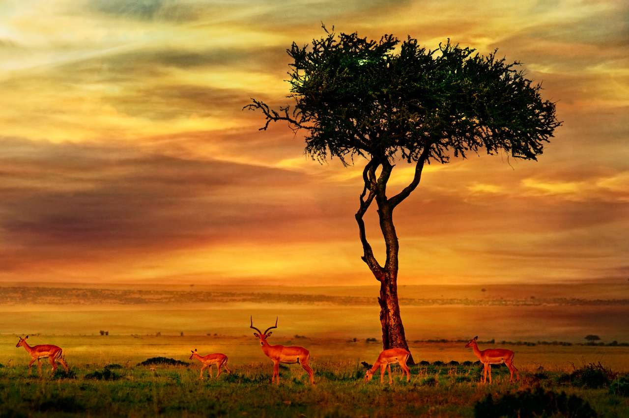 afrikansk impala Pussel online