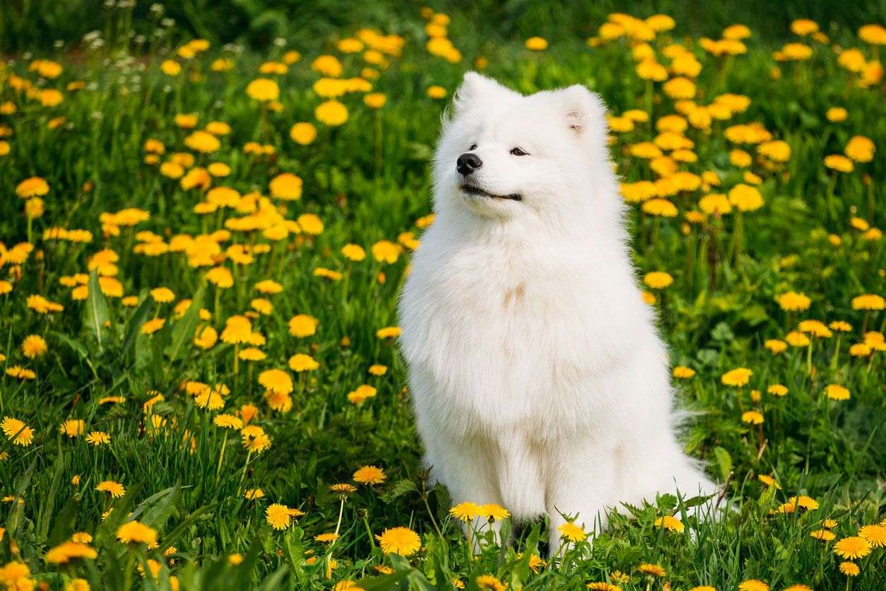 собаки білого вовка онлайн пазл