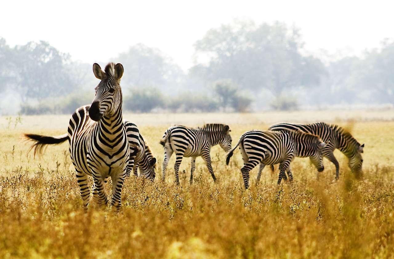 zebra selvagem quebra-cabeças online