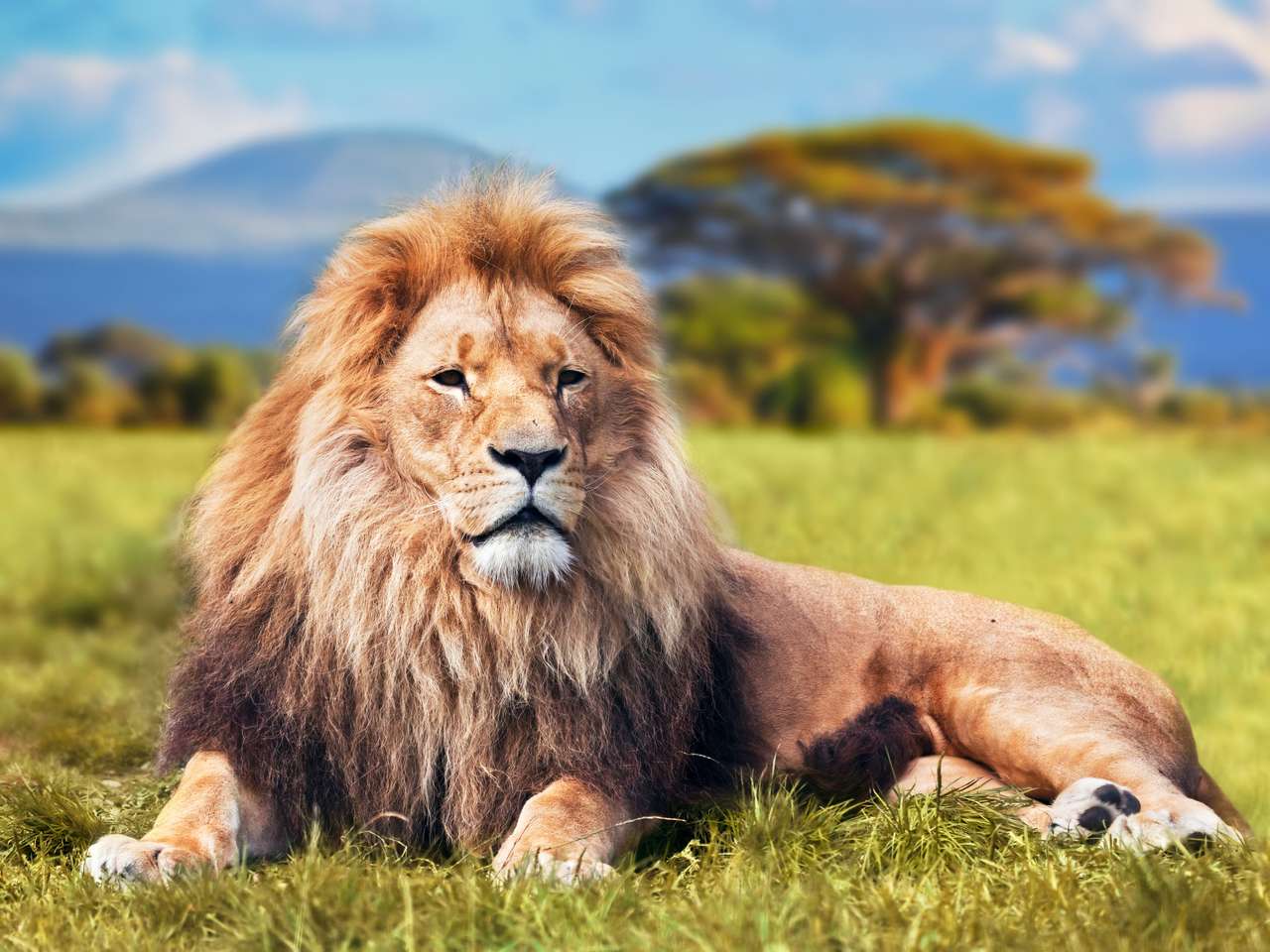 Grote leeuw liggend op gras online puzzel