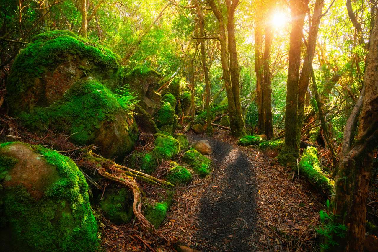 lussureggiante giungla tropicale della foresta pluviale in Tasmania puzzle online