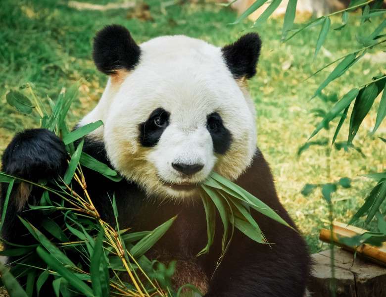 Pandabjörnen Pussel online
