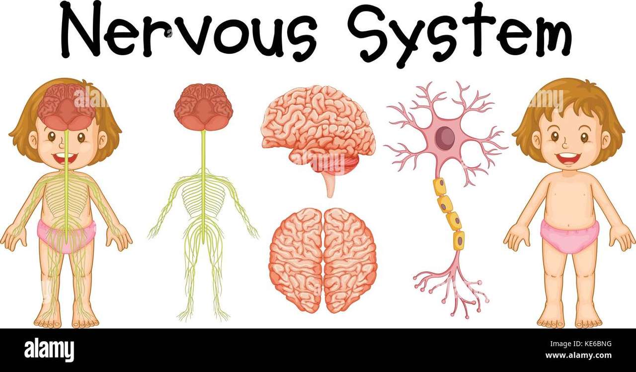 Nervový systém ? skládačky online