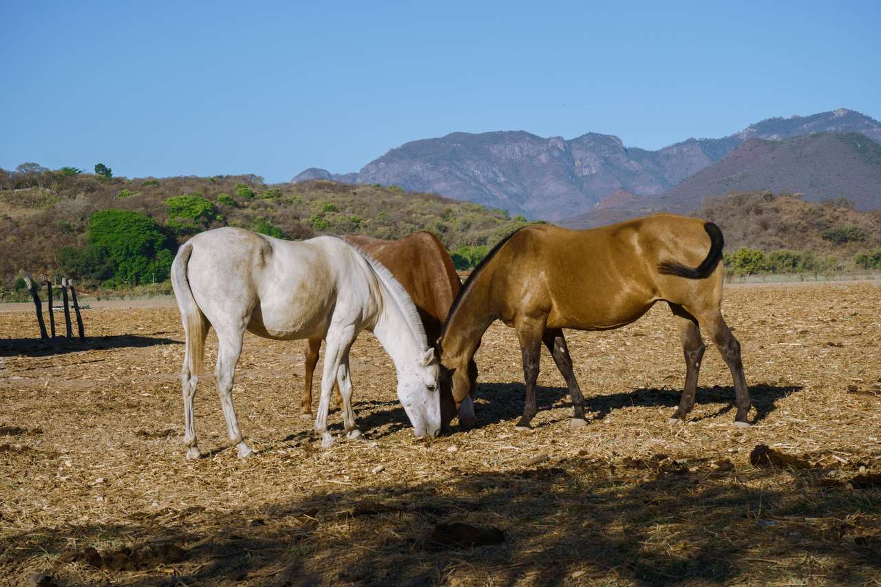 Hästar i Mascot Jalisco, Mexiko pussel på nätet