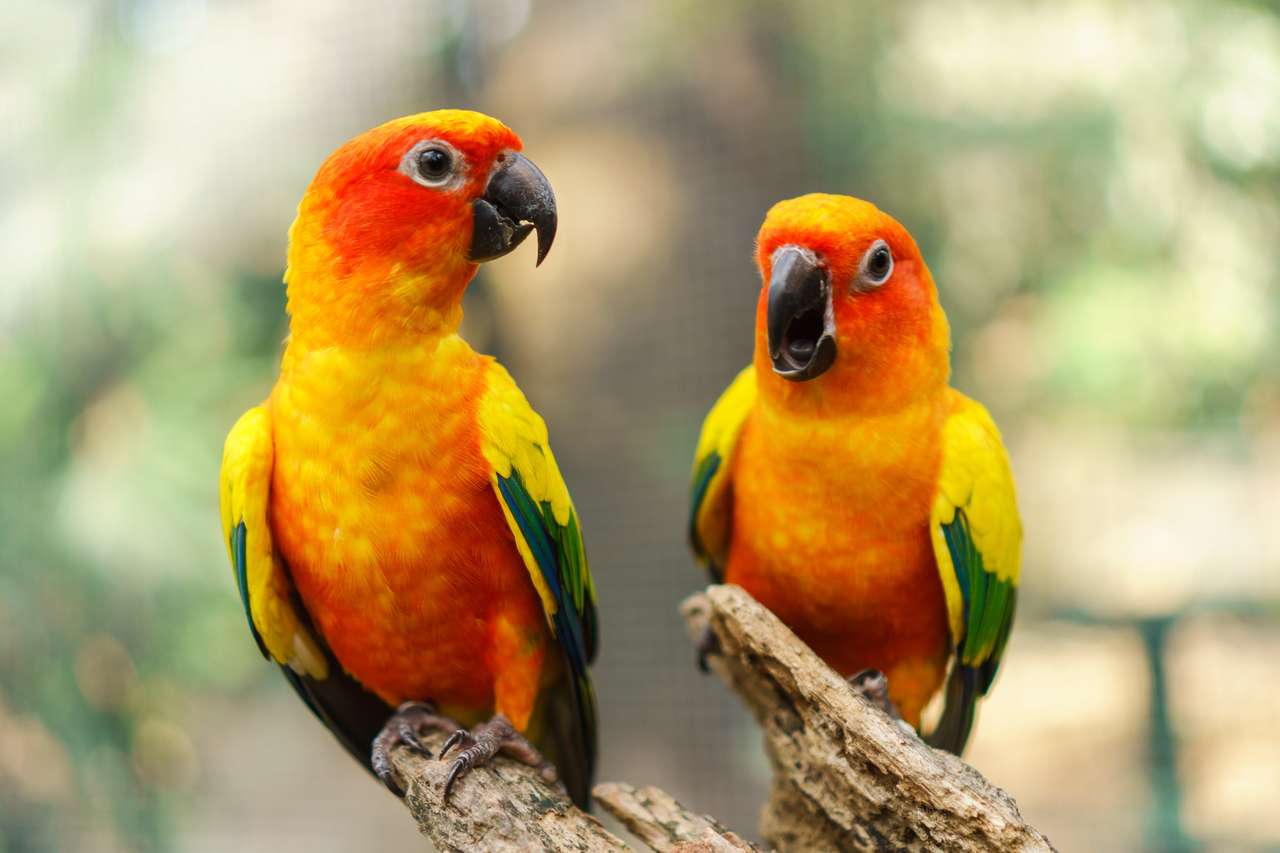 papagaios de sol quebra-cabeças online