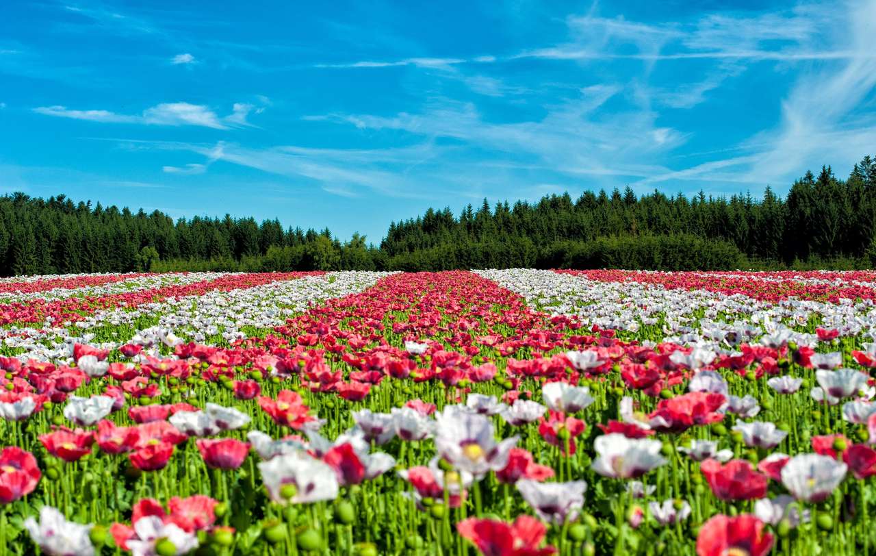 gyönyörű tulipánok kirakós online