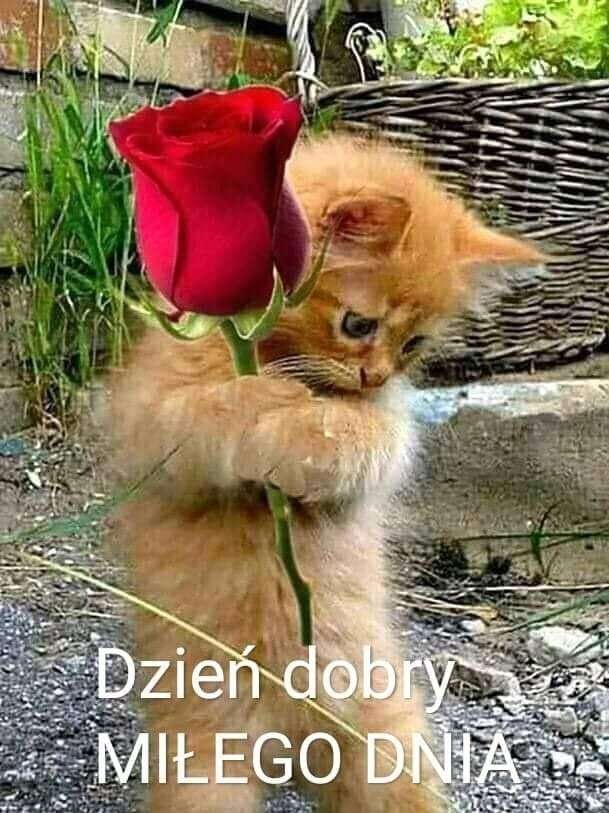 γατάκι με τριαντάφυλλο online παζλ
