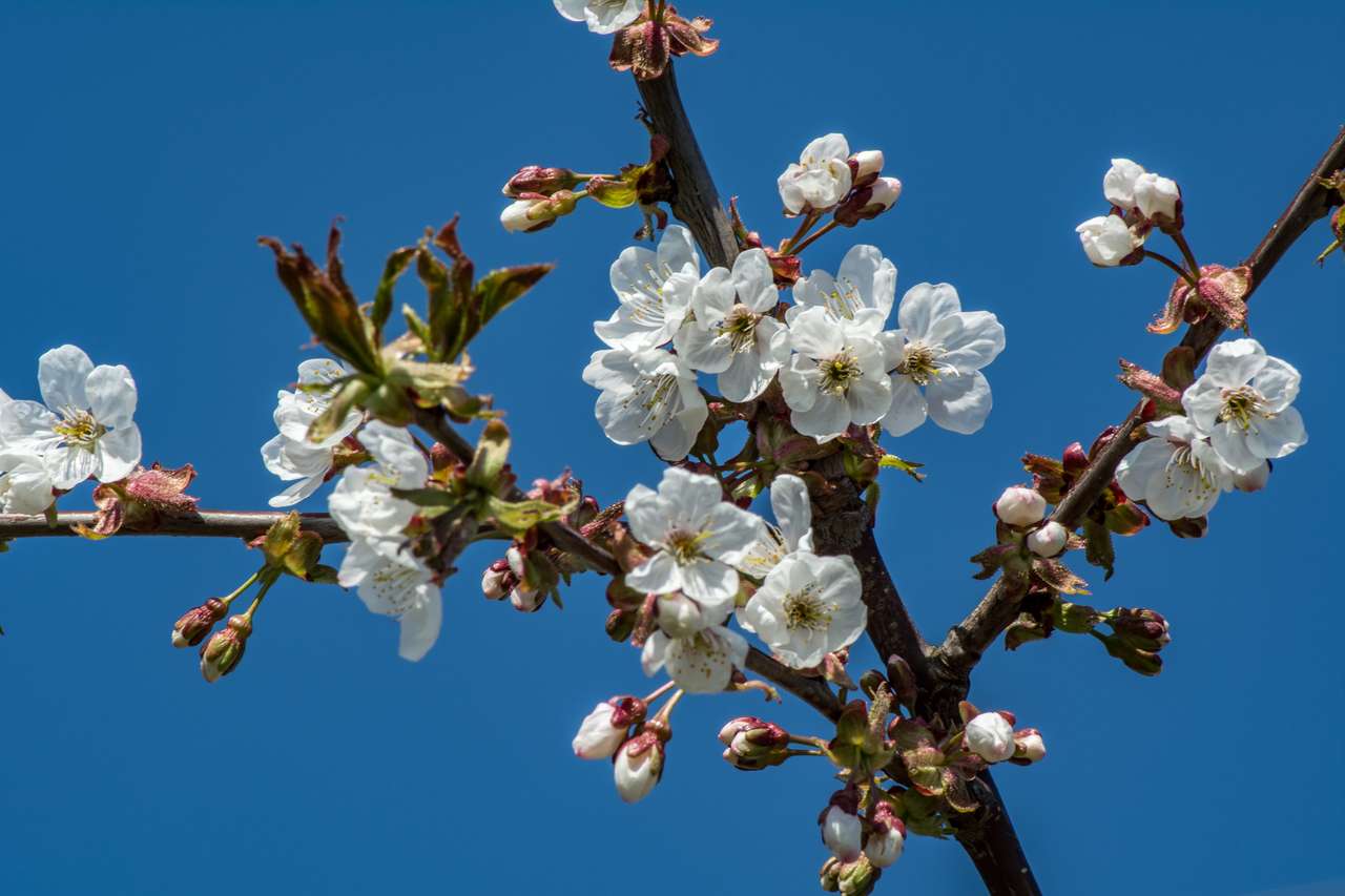 Kirsch- oder Apfelblüte Online-Puzzle