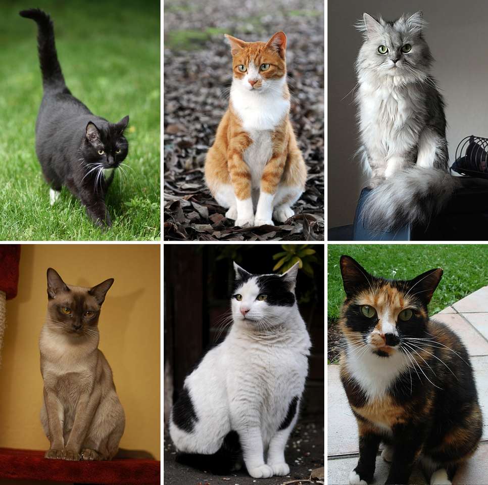 hat cica festménye online puzzle