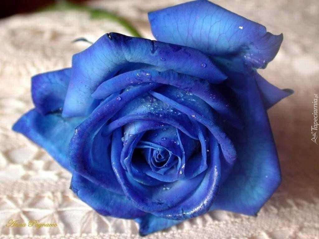 Blauwe roos legpuzzel online
