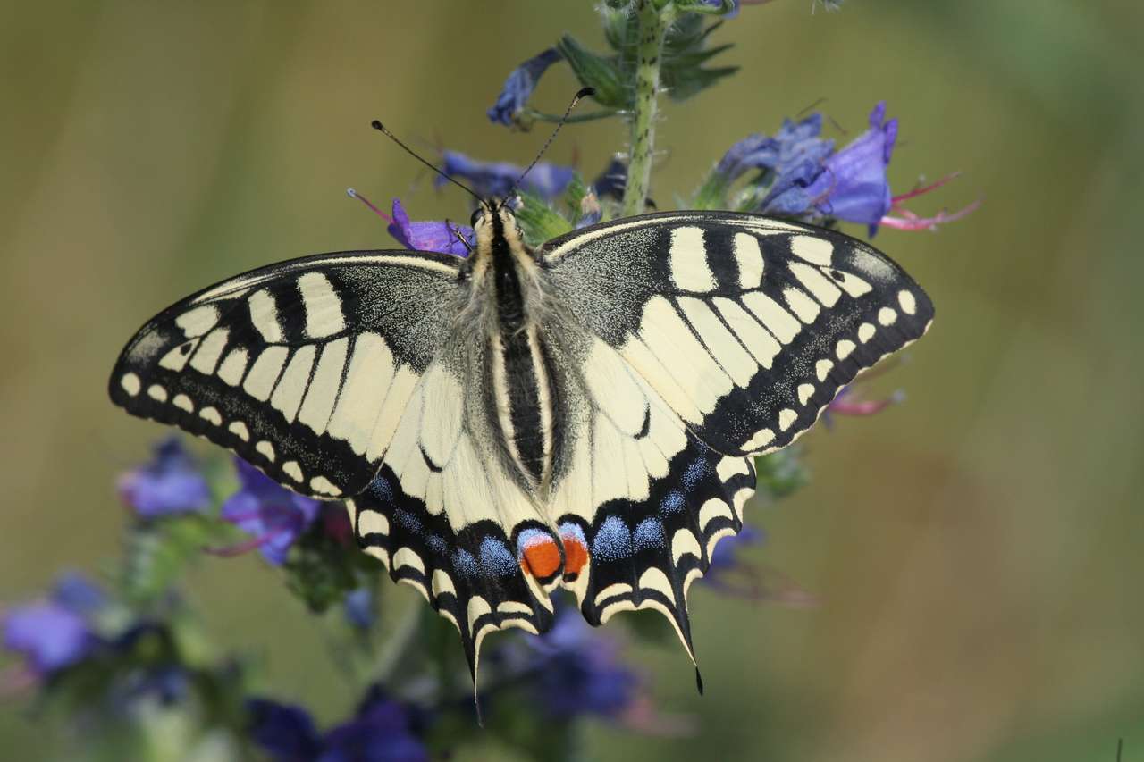 Swallowtail butterfly online puzzle