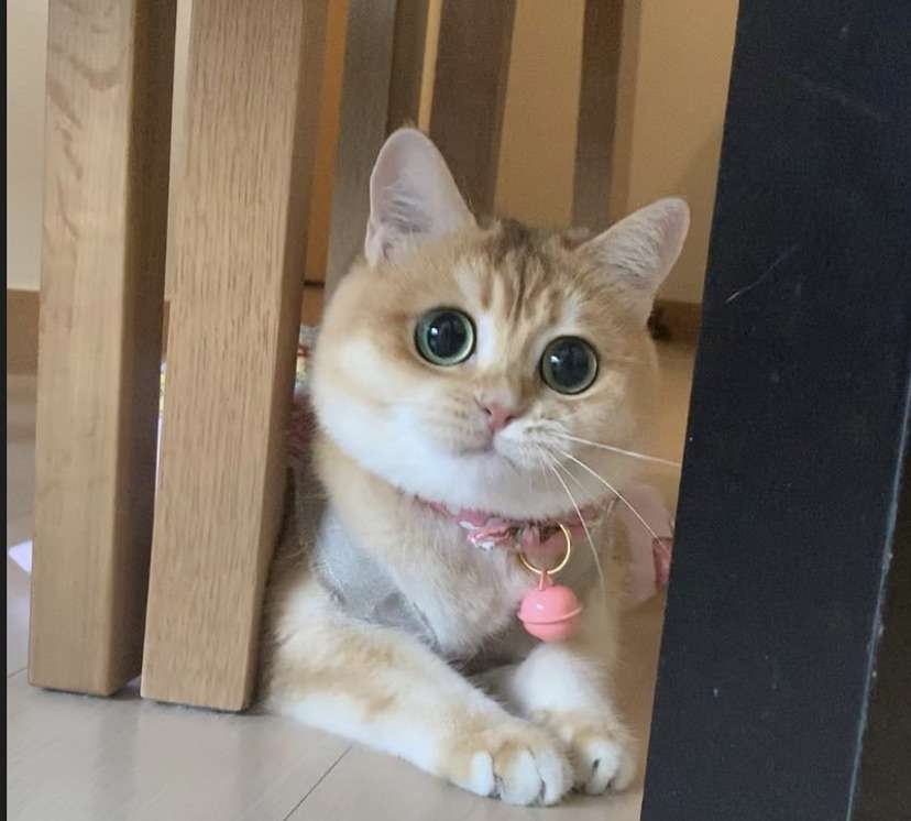 roztomilá kočka -w- skládačky online