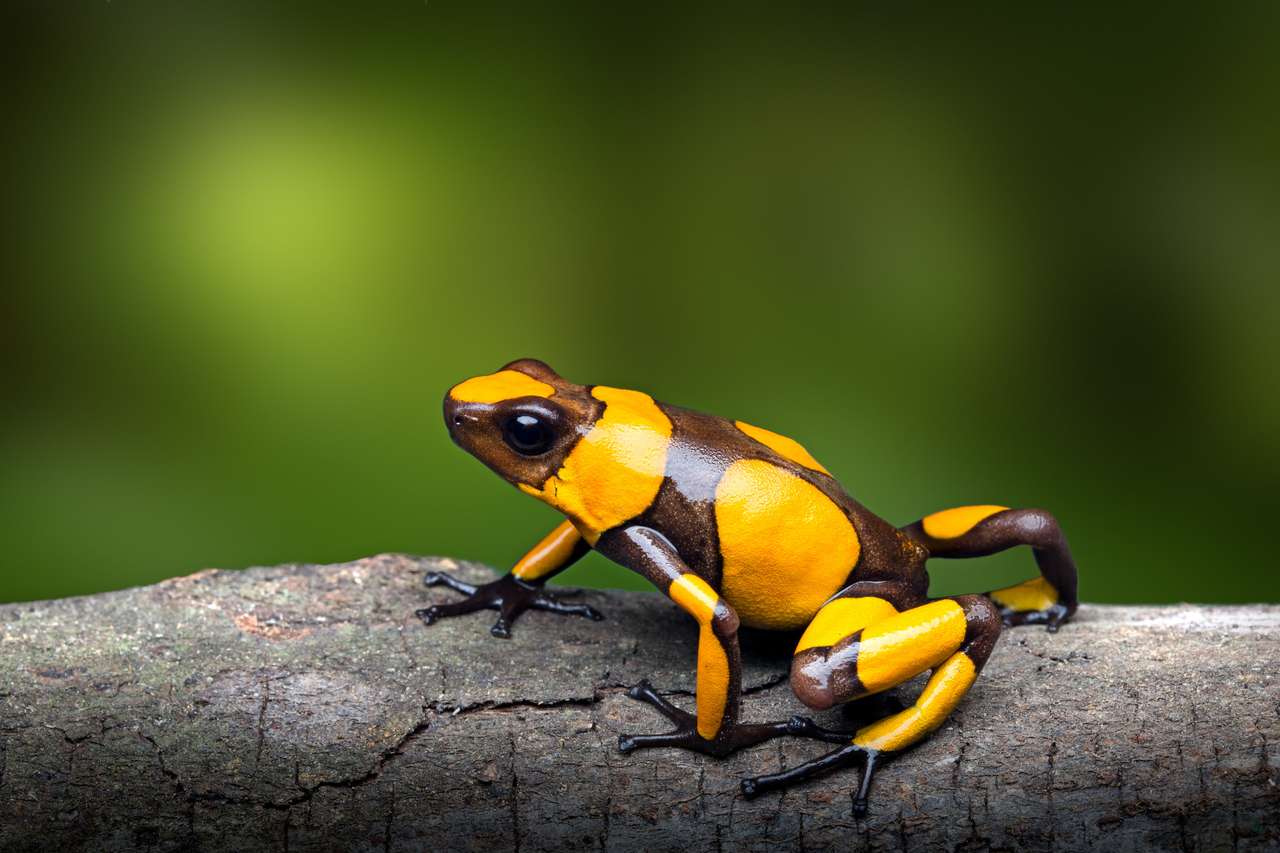 Κίτρινος βάτραχος online παζλ