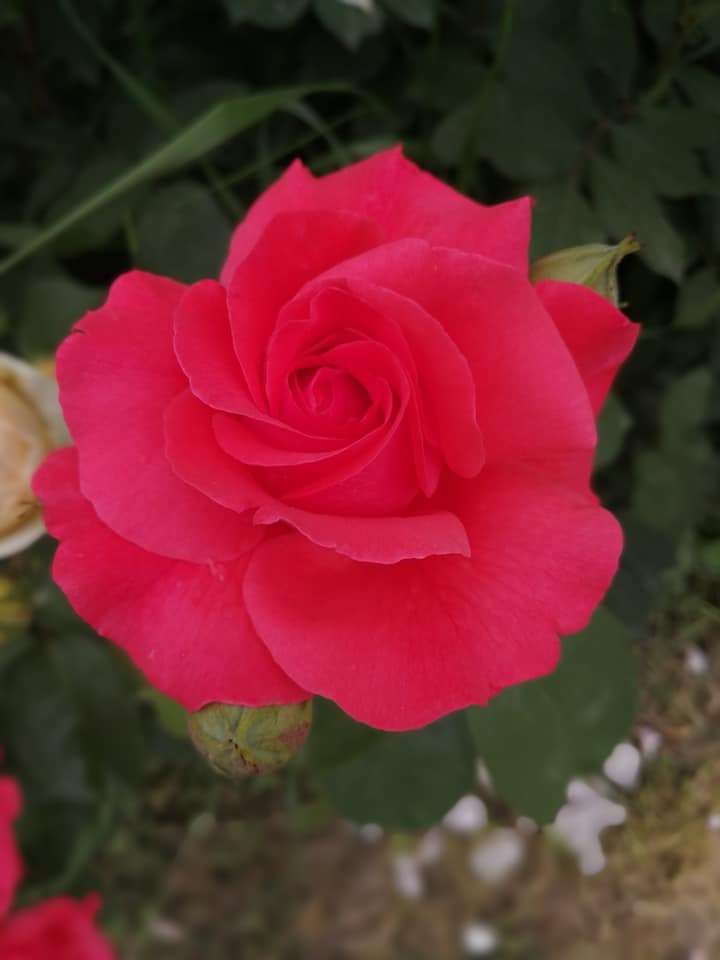 vörös rózsa kirakós online