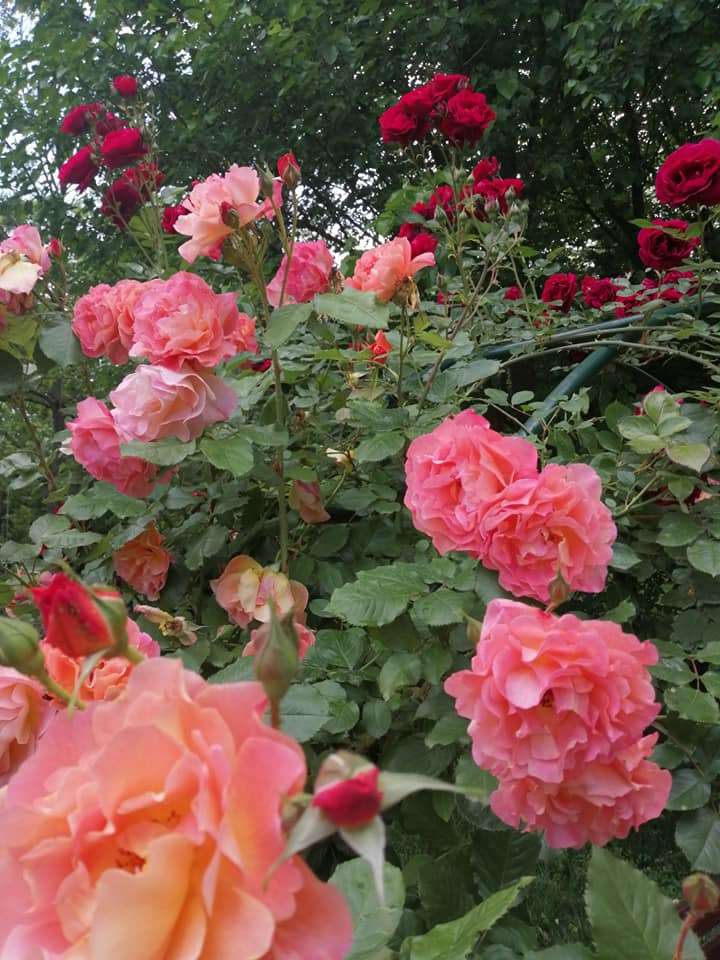 Πολύχρωμα τριαντάφυλλα παζλ online