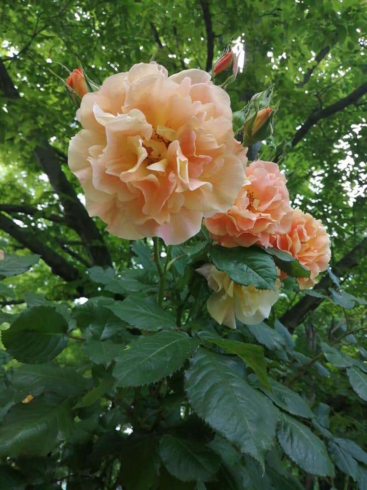 Кремави рози онлайн пъзел