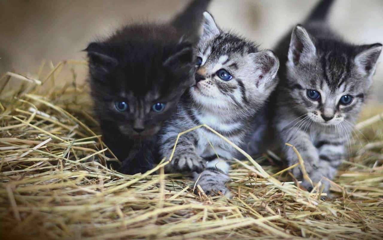 Kätzchen in einer Kiste Puzzlespiel online