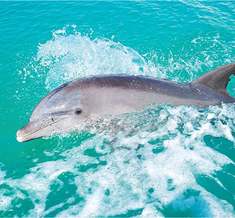 Delfín nad vlnami skládačky online