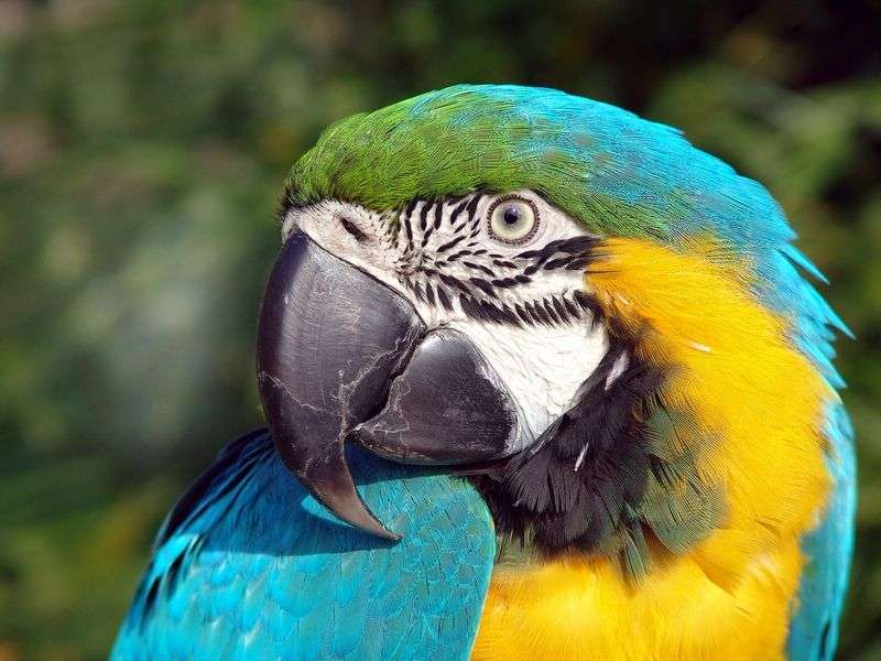 Colorful macaw parrot online puzzle