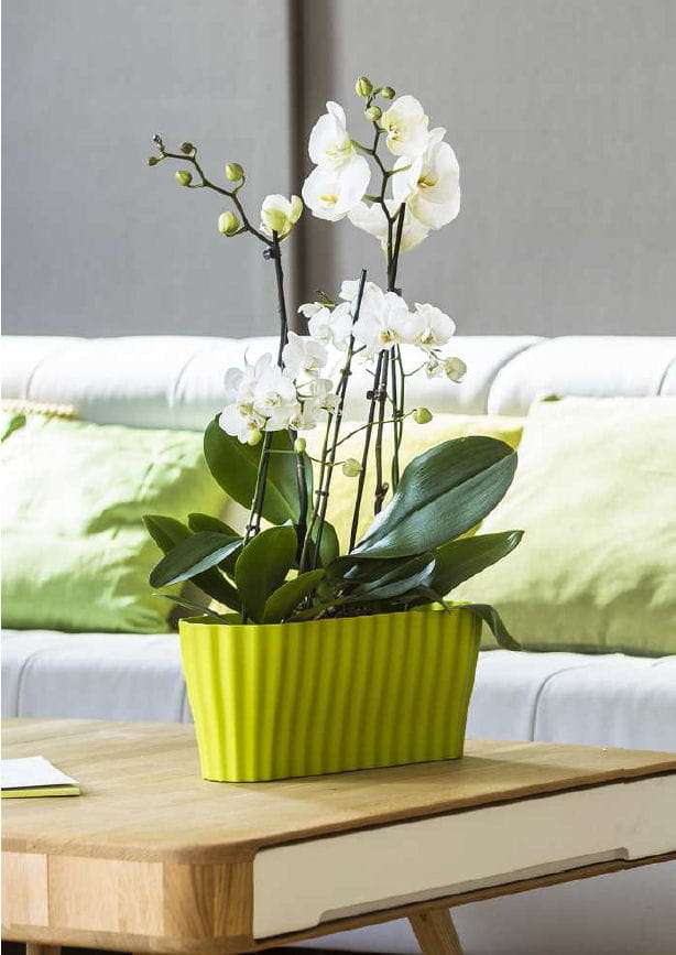 Bílá orchidej skládačky online